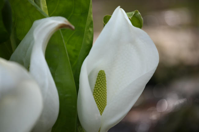 清冽に水芭蕉_f0017530_21521918.jpg