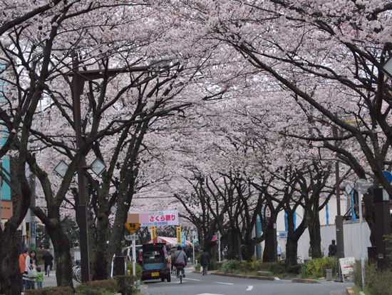 １０年４月４日　桜とさくら＆桃子♪_c0117831_1940374.jpg