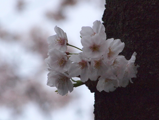 １０年４月４日　桜とさくら＆桃子♪_c0117831_19462937.jpg