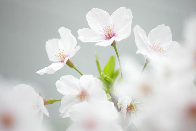 sakura_f0145933_20123849.jpg