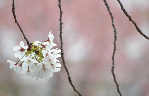 sakura_f0145933_2013094.jpg