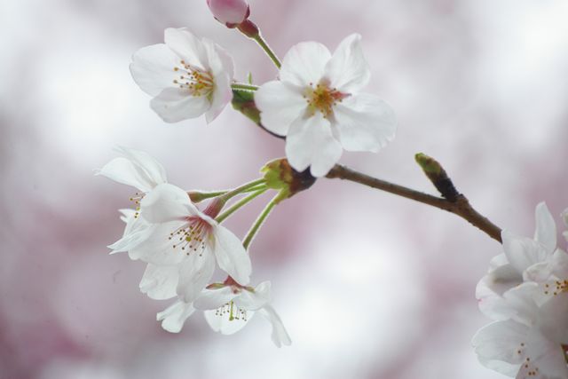 sakura_f0145933_20132037.jpg