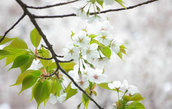 sakura_f0145933_20141324.jpg