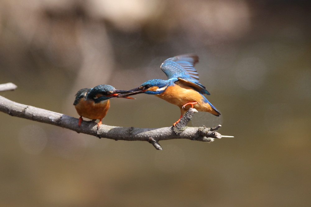 Kingfishers  wedding _a0054534_1747029.jpg