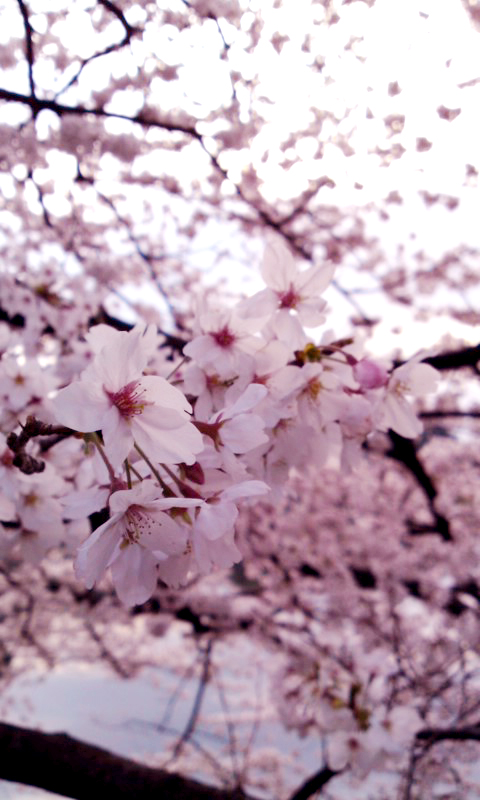 桜ふるふる_f0118735_21591576.jpg