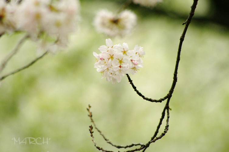 私の桜_e0146037_0315279.jpg