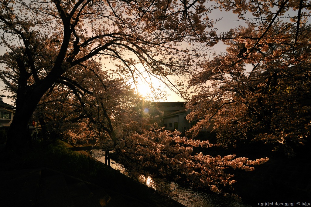 桜・桜井_f0138137_10172371.jpg