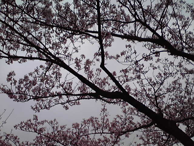 またもや桜_f0225139_21355538.jpg