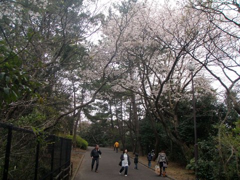 野島公園の桜と、伊藤博文別邸_c0012640_15335143.jpg