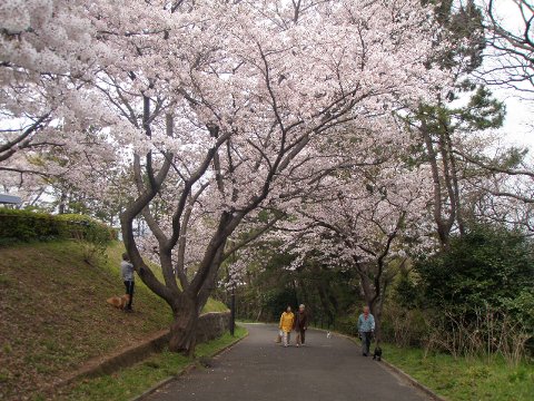 野島公園の桜と、伊藤博文別邸_c0012640_15381248.jpg