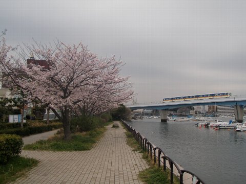 野島公園の桜と、伊藤博文別邸_c0012640_15401293.jpg