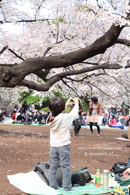 やっとお花見が出来ました_d0143741_23441657.jpg