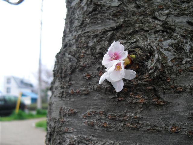 2010さくら＠矢川緑地(04.04)_d0132743_23101358.jpg