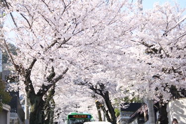 満開の桜のトンネル_f0161543_16521172.jpg