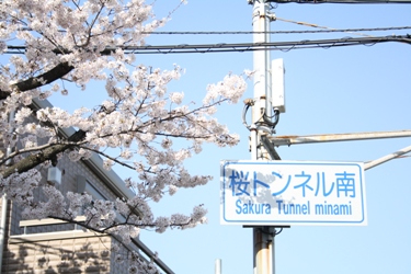 満開の桜のトンネル_f0161543_16524460.jpg