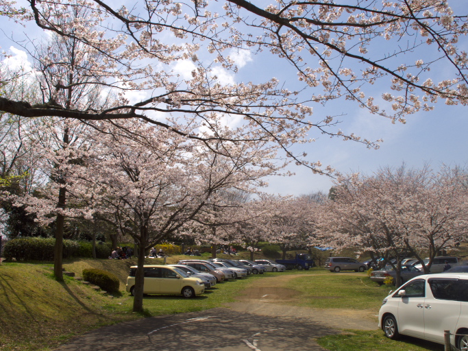 桜便り　５　近所、三渓園_d0029744_2324979.jpg