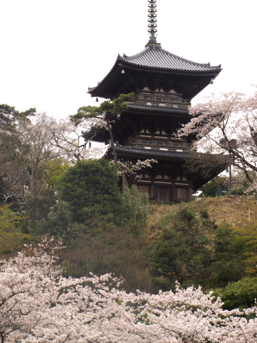 桜便り　５　近所、三渓園_d0029744_2330695.jpg