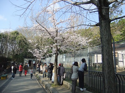 池田五月山の桜_e0173645_18532692.jpg