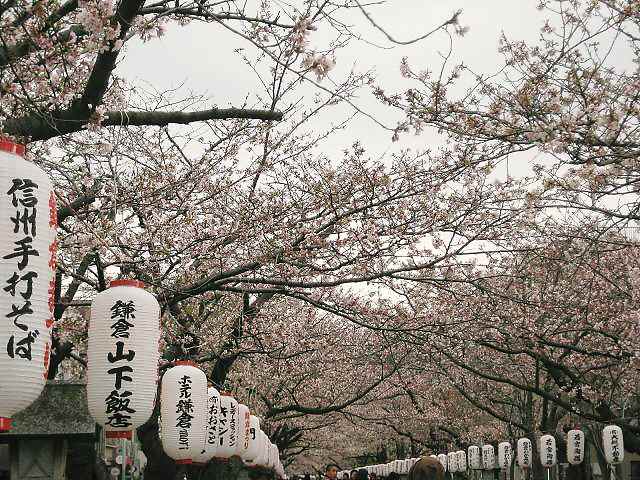 【今朝の鎌倉鶴岡八幡宮の段葛】_b0009849_1552098.jpg