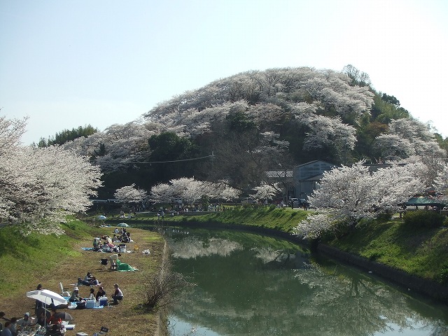 桜　Ｗｅｅｋ　♡ ♡ _f0068649_19161121.jpg