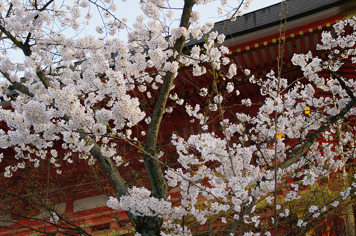 夜桜　～円山公園～_f0152550_1816142.jpg