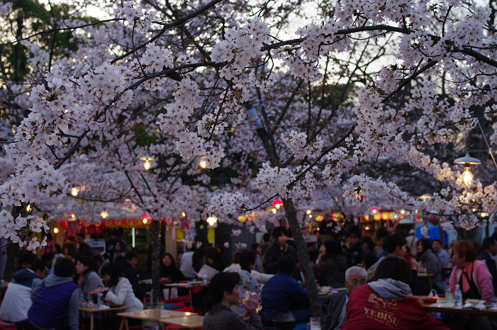 夜桜　～円山公園～_f0152550_18162660.jpg