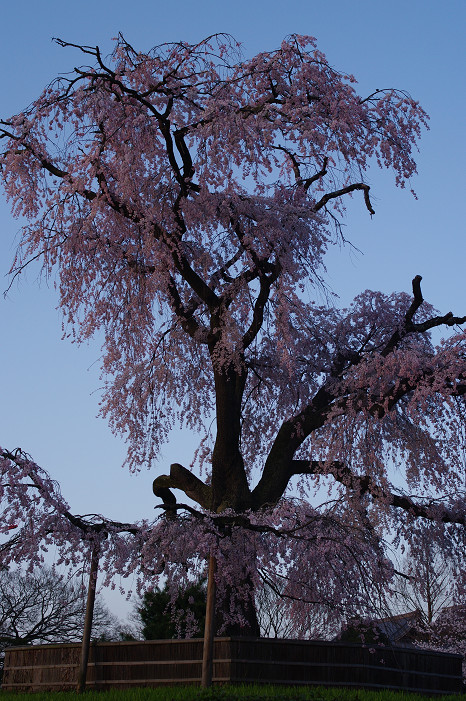 夜桜　～円山公園～_f0152550_18165155.jpg