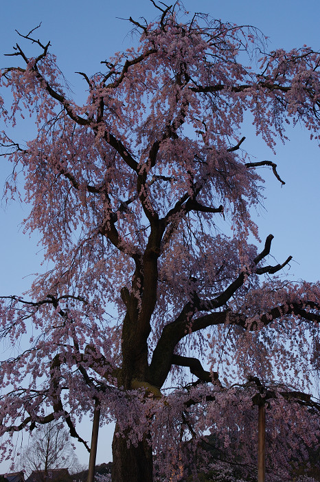 夜桜　～円山公園～_f0152550_1816573.jpg