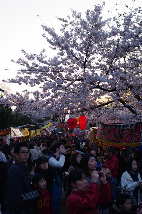 夜桜　～円山公園～_f0152550_1817796.jpg