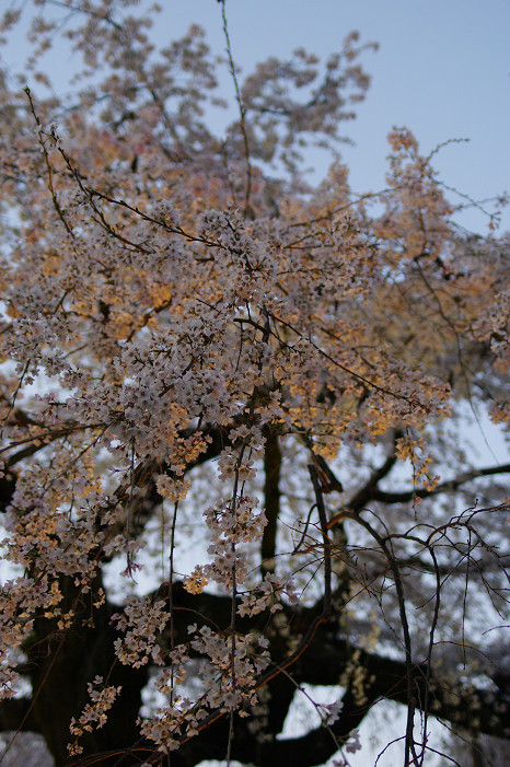 夜桜　～円山公園～_f0152550_18182136.jpg