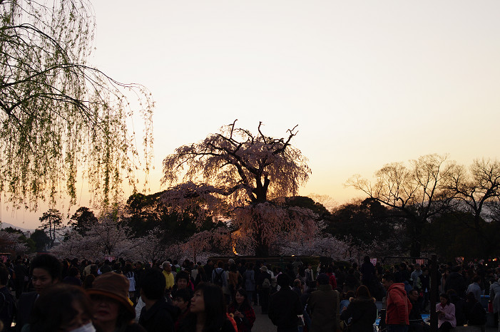 夜桜　～円山公園～_f0152550_1818235.jpg