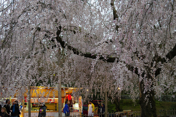 夜桜　～円山公園～_f0152550_1818888.jpg