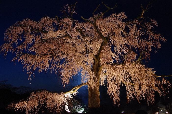 夜桜　～円山公園～_f0152550_1819644.jpg