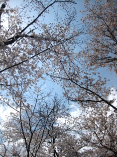 e0161752_1531481.jpg