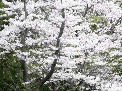 名勝の桜_a0044453_2153341.gif