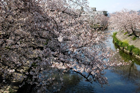 　　大門川の桜　　２０１０年４月撮影　　２０２５-０４-０８　００：００_b0093754_0205372.jpg