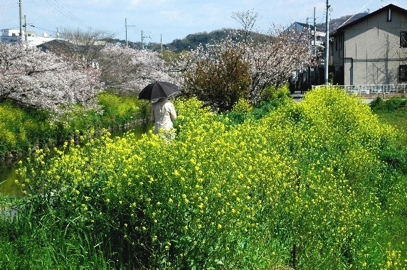 　　大門川の桜　　２０１０年４月撮影　　２０２５-０４-０８　００：００_b0093754_0211017.jpg