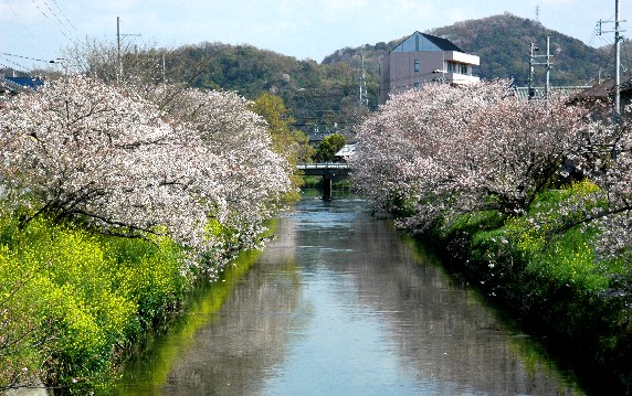 　　大門川の桜　　２０１０年４月撮影　　２０２５-０４-０８　００：００_b0093754_0213313.jpg