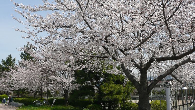 都路の桜便り２０１０ （伏見の桜 ） (2010年04月05日)_c0119555_22381177.jpg