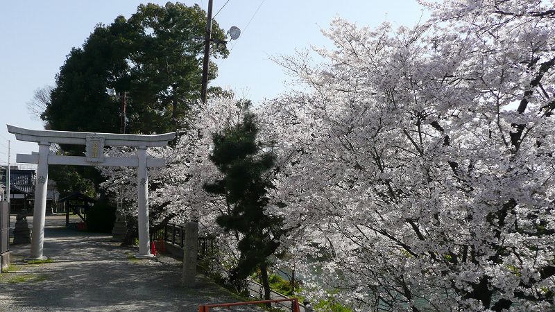 都路の桜便り２０１０ （伏見の桜 ） (2010年04月05日)_c0119555_22412041.jpg