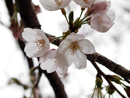 箱根朝駆け　と　お花見_d0054855_73755.jpg