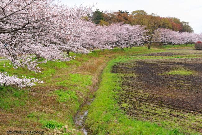 見沼の桜_c0124256_19475056.jpg