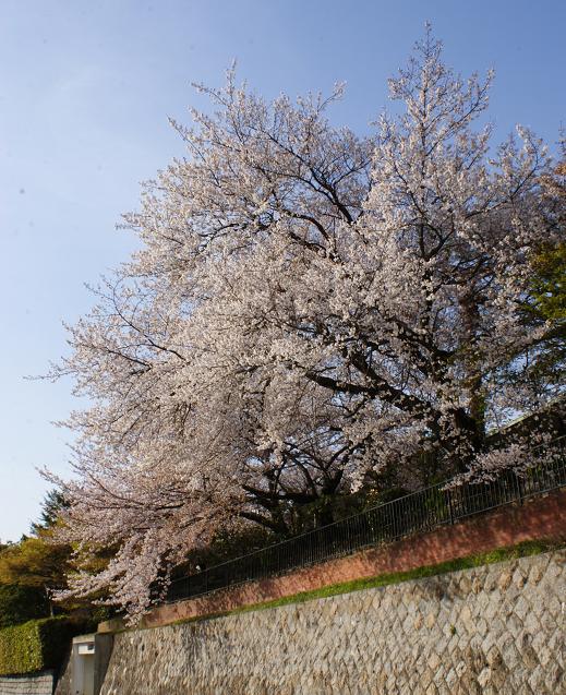 旧松下幸之助邸の桜 西宮 満池谷 たんぶーらんの戯言