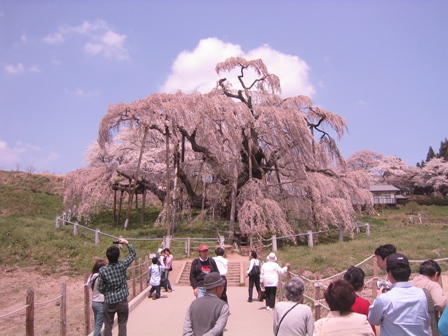 桜 さくら_a0157159_23591100.jpg