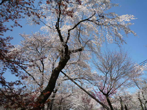 平野神社_e0139459_20163948.jpg