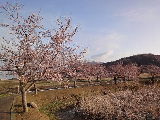 北条大池の桜、開花状況４月４日_b0124462_9112137.jpg