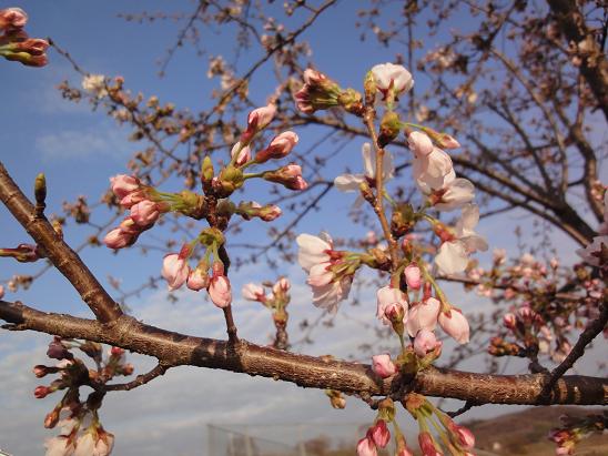 北条大池の桜、開花状況４月４日_b0124462_9123951.jpg