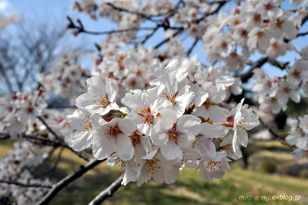 別府／志高湖の桜_f0234062_18281177.jpg