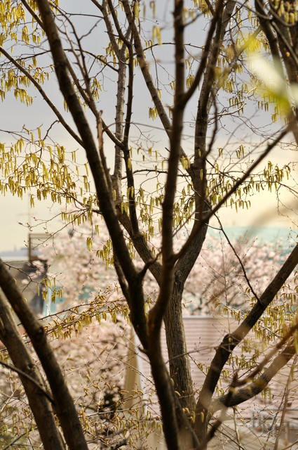 ベランダの柵はるかなり花の塊＞＞ベランダに佇てば遥けし花の波_a0031363_17442457.jpg