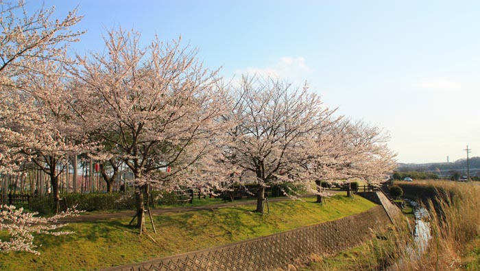 20100403 桜　春爛漫_e0164065_0472568.jpg